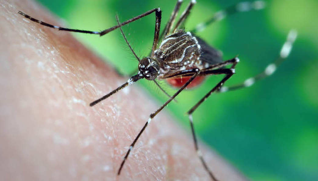 Female mosquitoes need a blood meal to stimulate egg production. Humans are the source of this meal and that's what makes mosquitoes such a serious nuisance and public health pest.