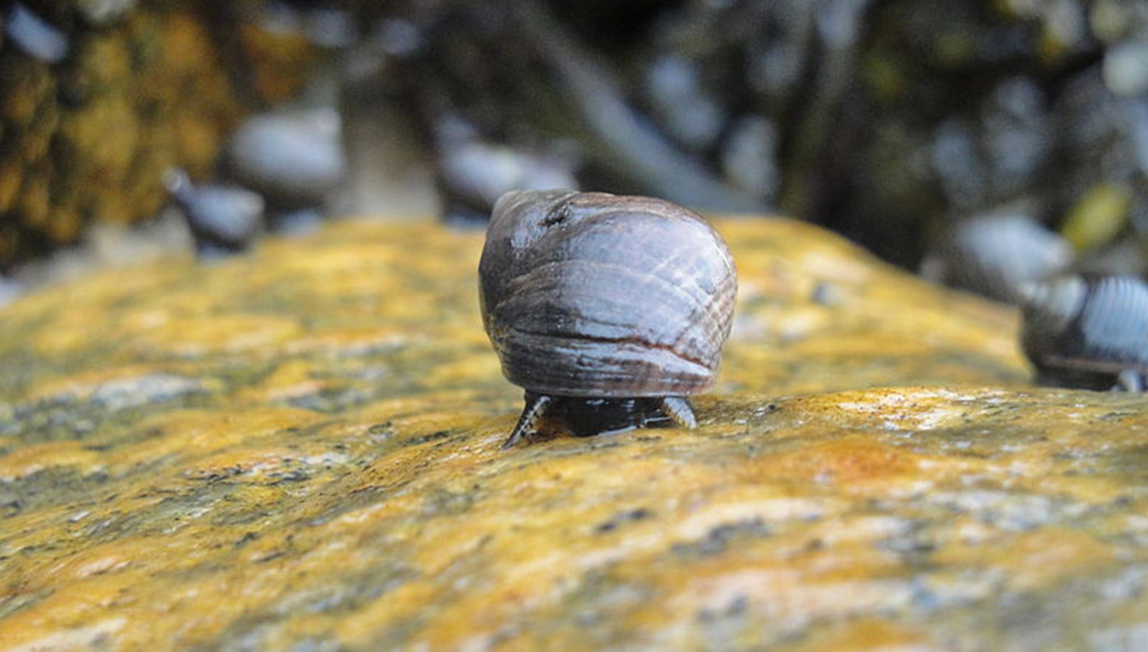Littorina littorea, the snail used in the case study.
