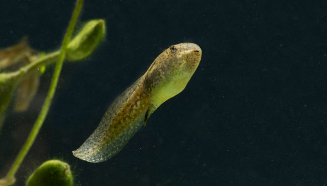 Radioactive tadpoles reveal contamination clues
