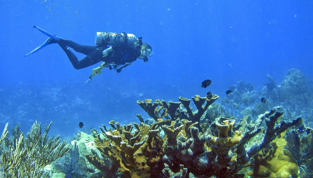 Long-term data reveals pollution’s toll on coral reefs