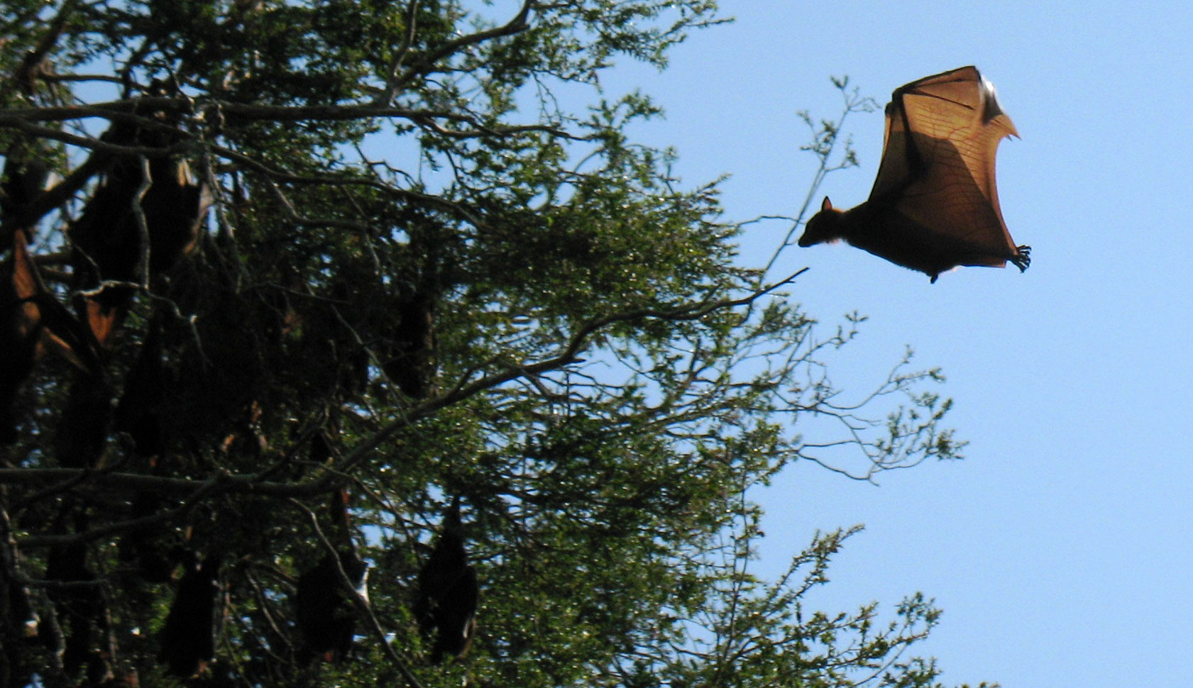 bat-in-flight-2