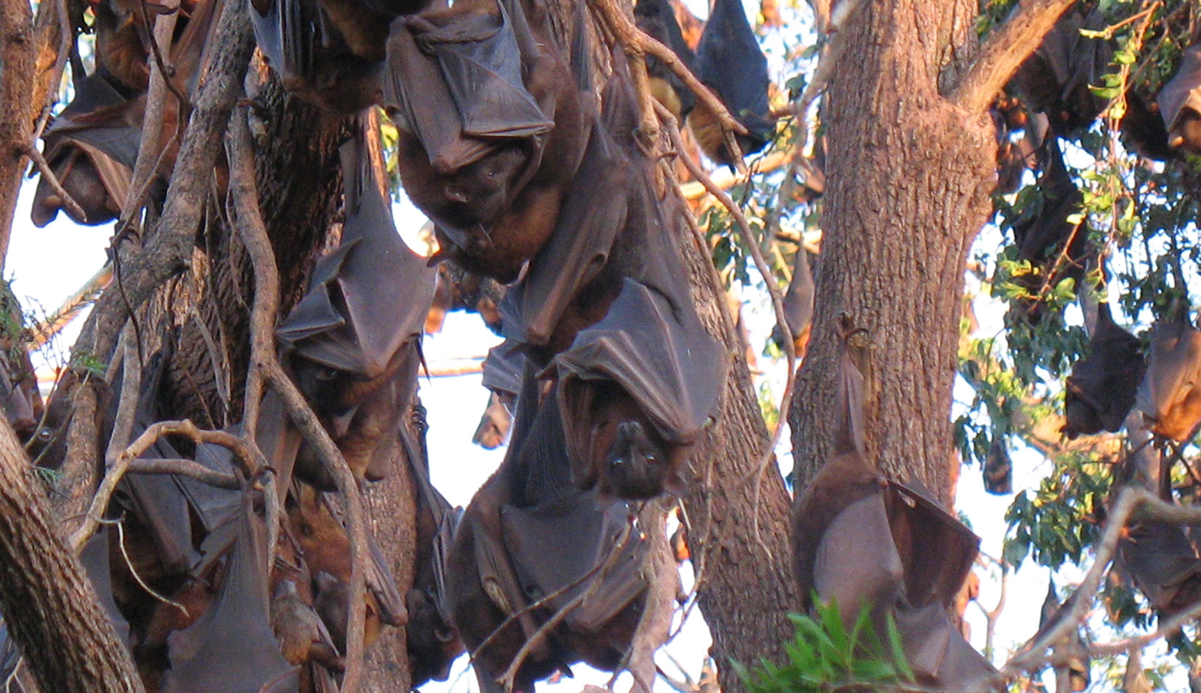 bats-roosting-in-tree