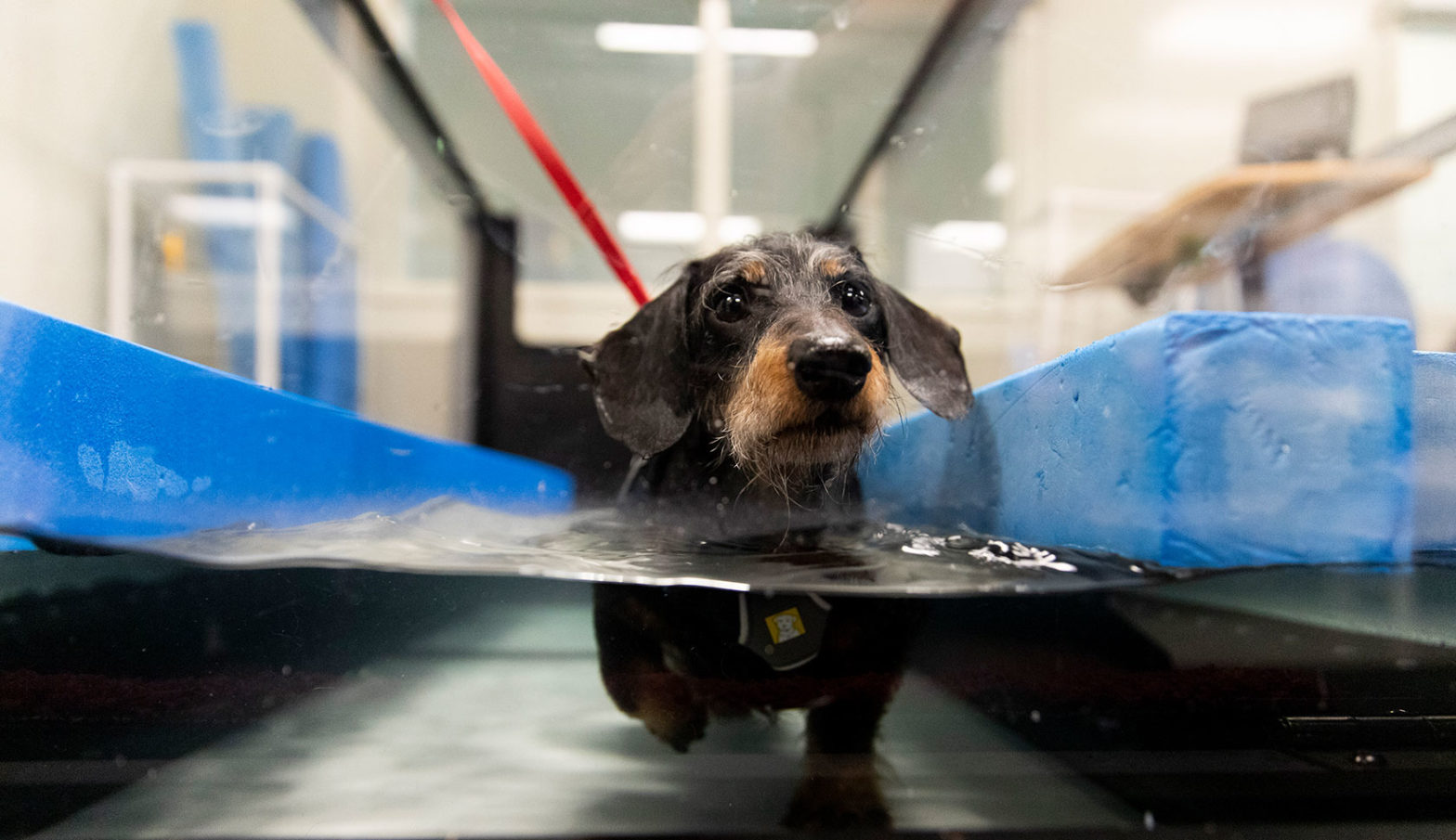 dog in water treadmill