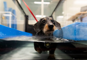 dog in water treadmill