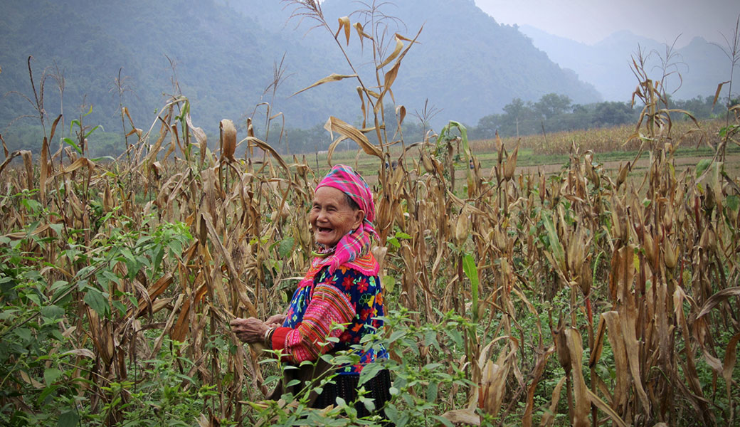 Happy H’Mong Farmer in the Corn Field