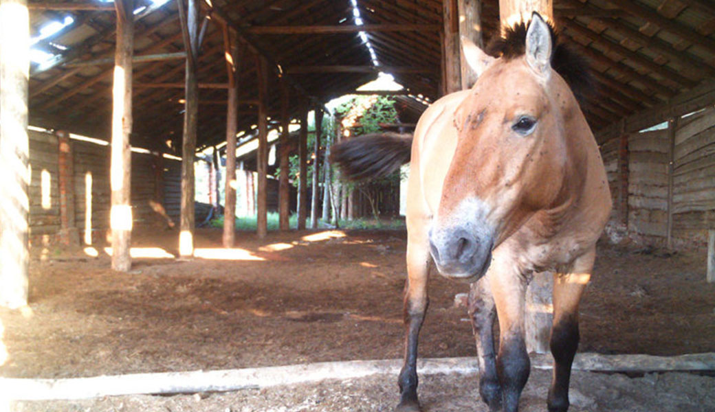 Chernobyl endangered equine species