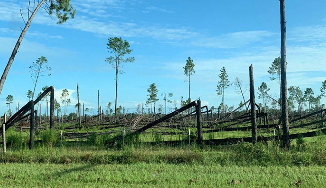 An example of catastrophic damage done to a stand of trees after hurricane Michael in 2018.