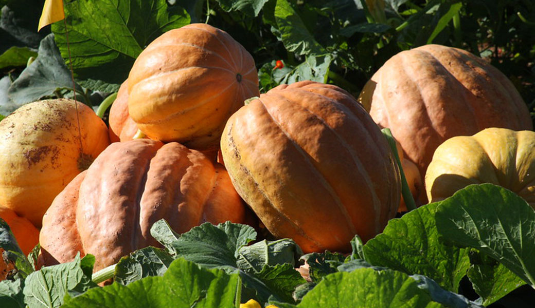 Bred by University of Georgia researchers, "Orange Bulldog" is a standard Jack-o’-lantern-sized pumpkin, but it features colors ranging from salmon to burnt orange.