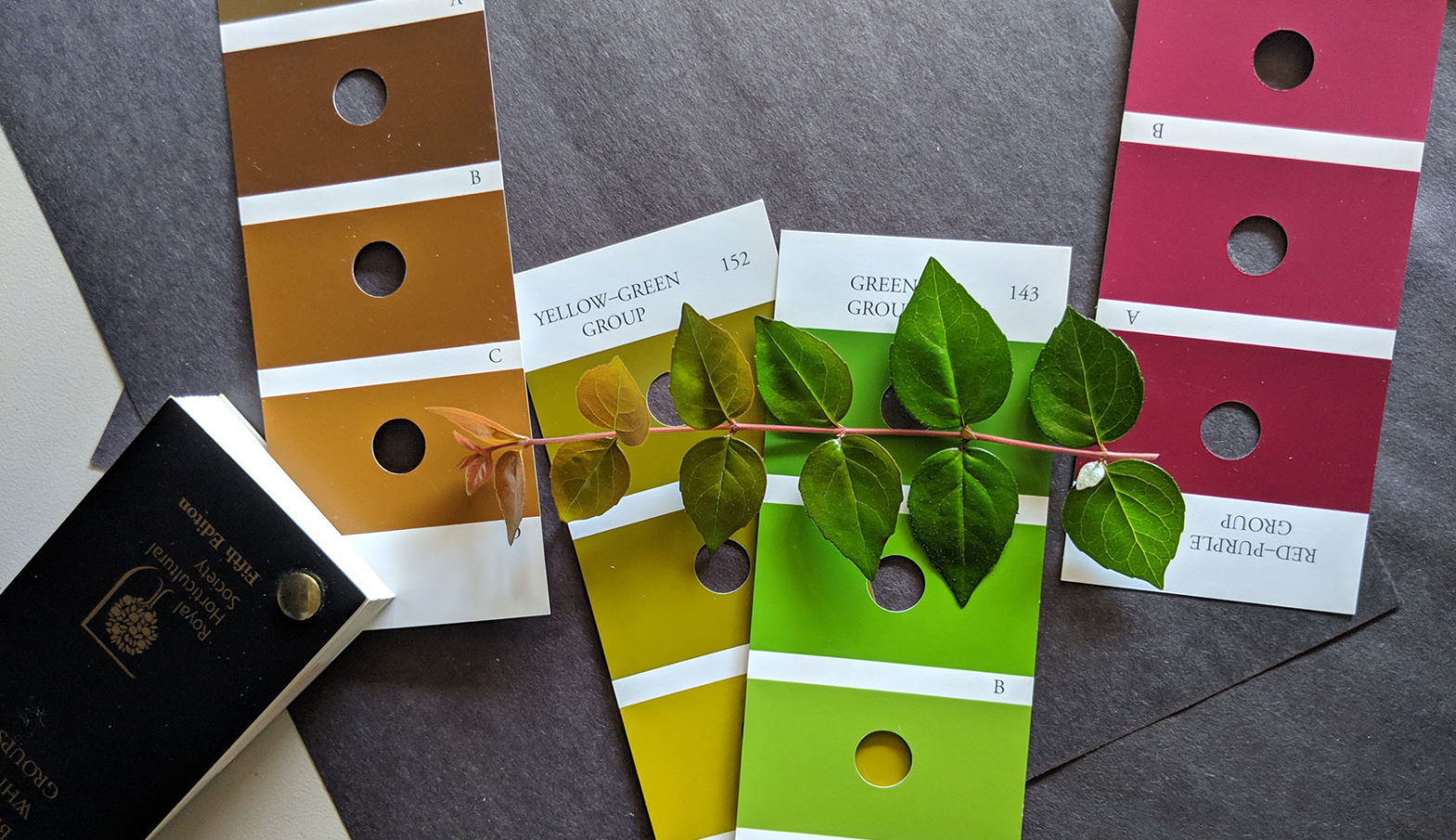 abelia leaf color compared to swatch book