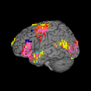 fMRI scan recorded during Liu and Sweet’s pilot study