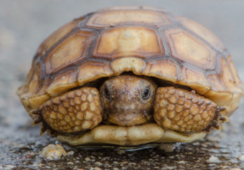 A juvenile wild tortoise appears to welcome the rain and the camera.