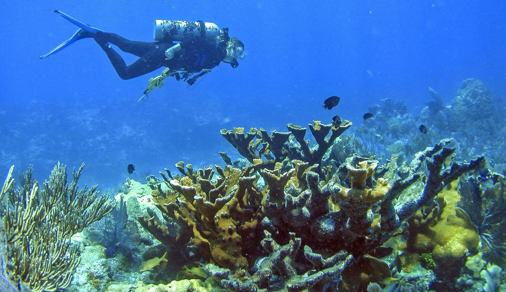 diver-coral
