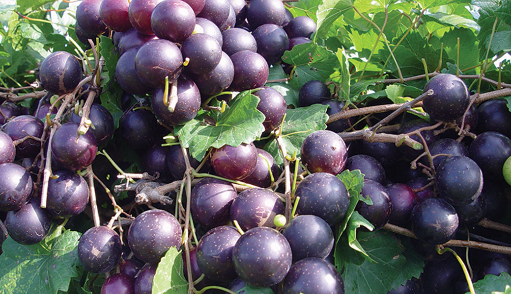 A bunch of muscadine grapes