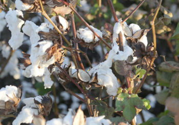 Image of cotton plant
