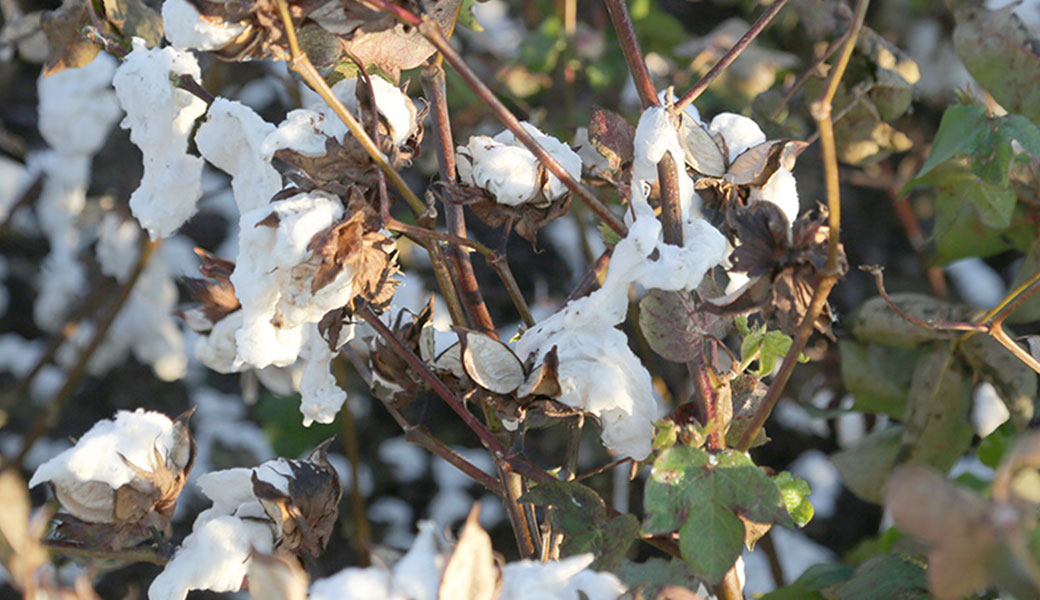 Image of cotton plant