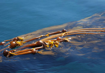 image of kelp floating in ocean water