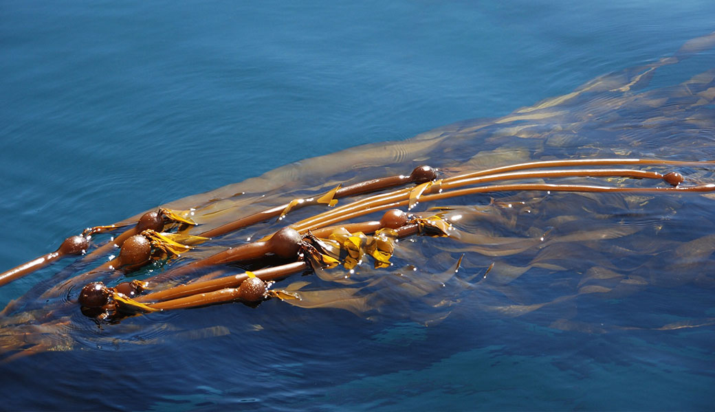 image of kelp floating in ocean water