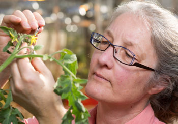 Professor Esther van der Knaap examining a tomato plant
