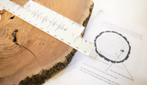 tree ring and dendrochronology educational materials