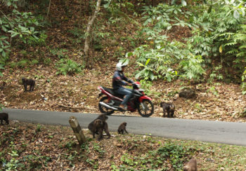 an image of a motorcyclists driving through a group of macaque monkeys