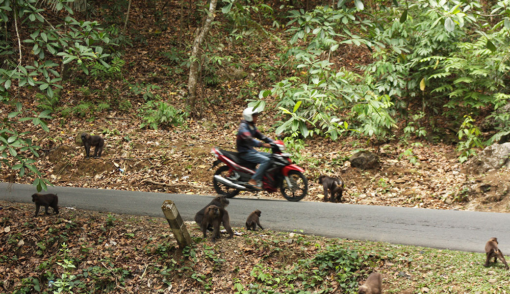 an image of a motorcyclists driving through a group of macaque monkeys