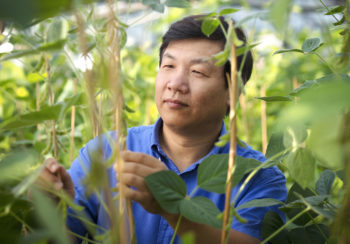 Zenglu Li in greenhouse with soybeans