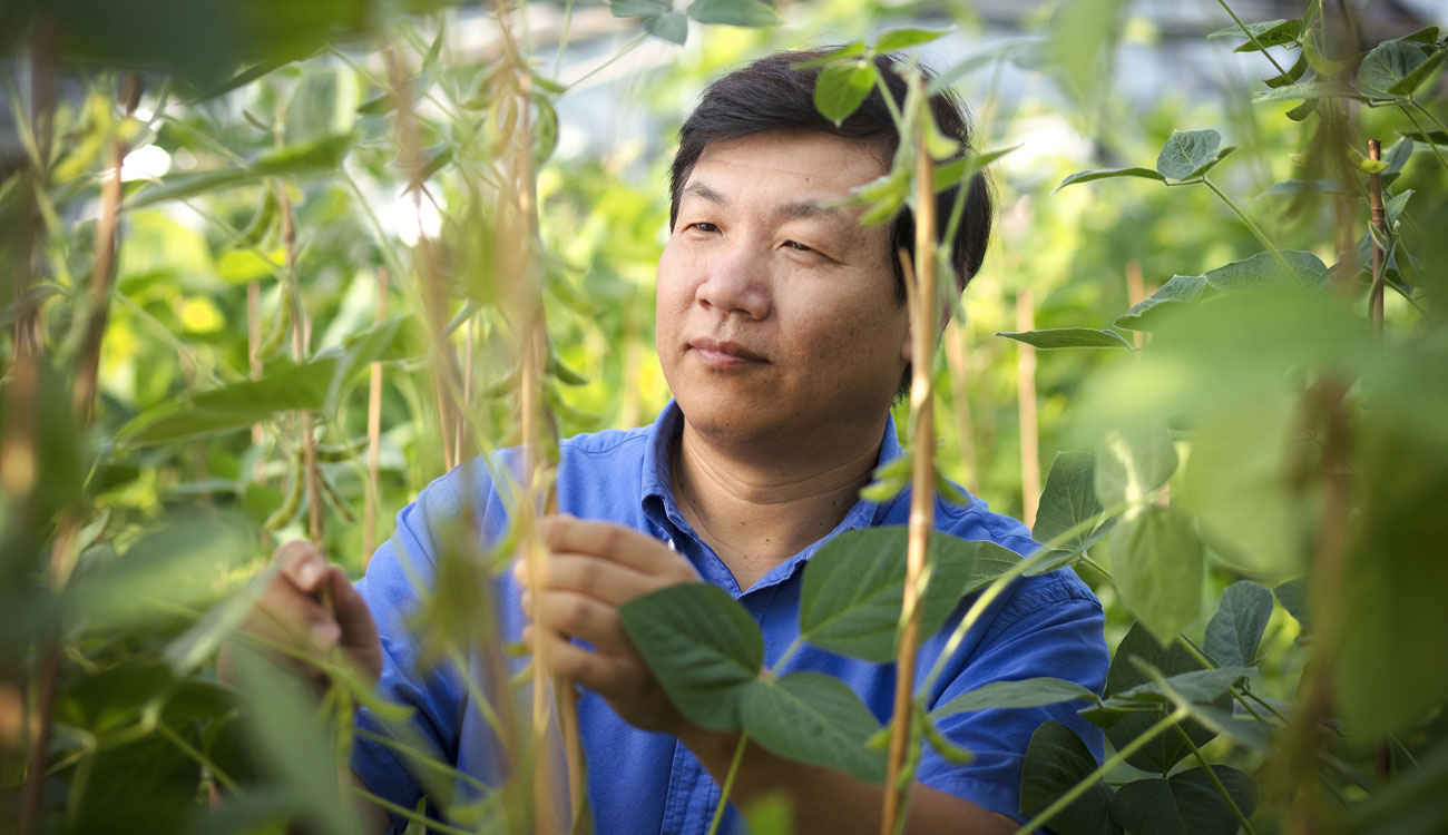 Zenglu Li in greenhouse with soybeans