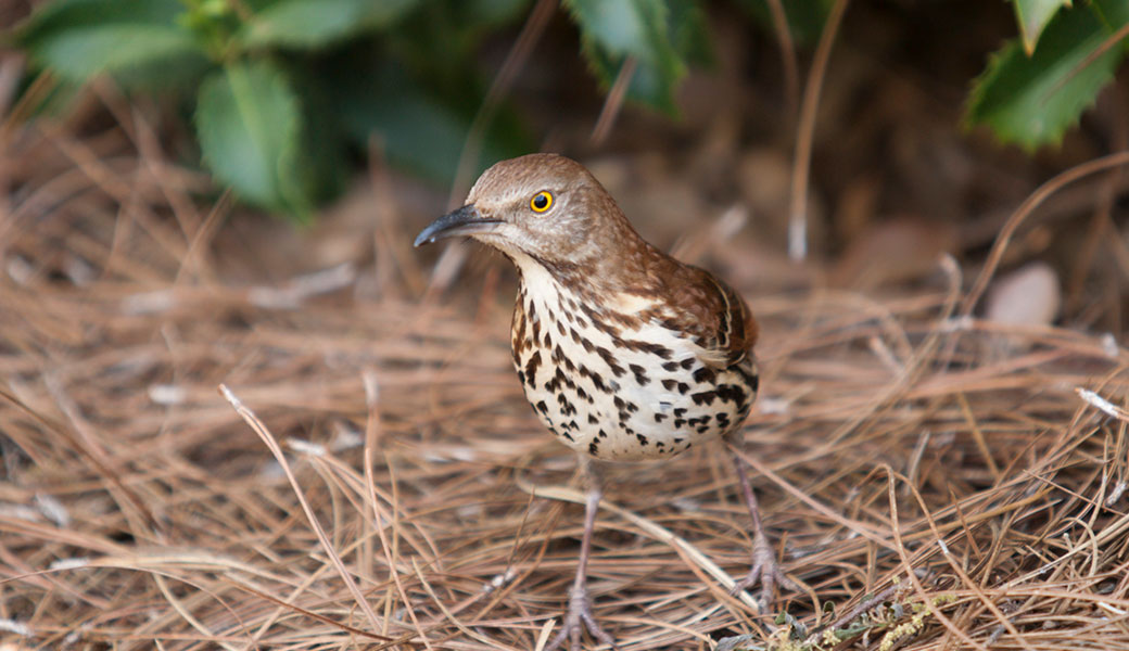 photo of a native bird to Georgia