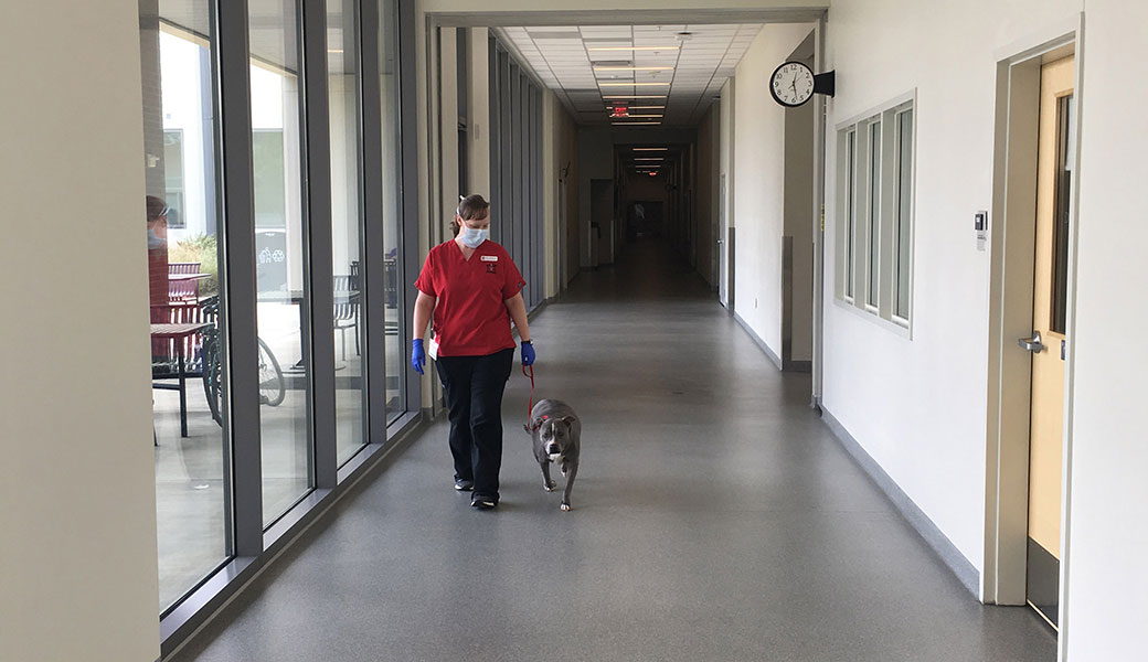 photo of vet med employee walking a dog