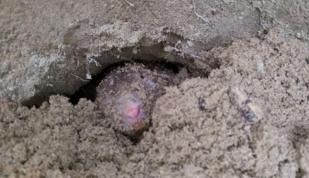 photo of a pocket gopher burrowing