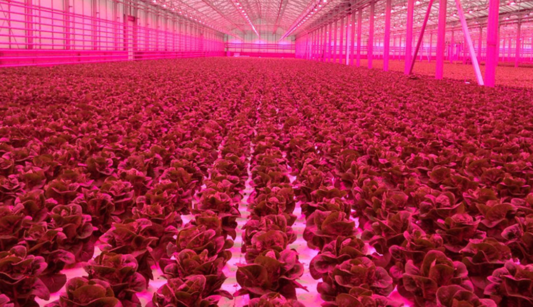 Lettuce being grown under red LED light at a research greenhouse