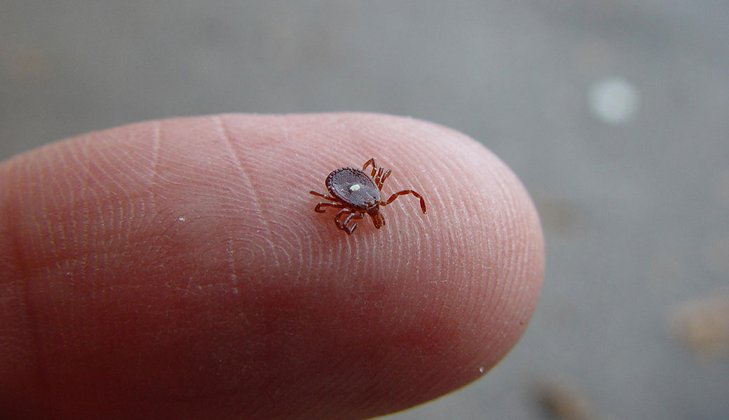 photo of a lone star tick