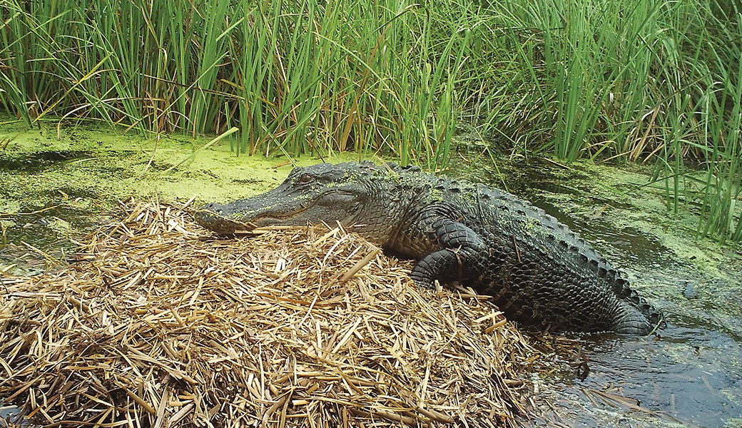 photo of American alligator in water