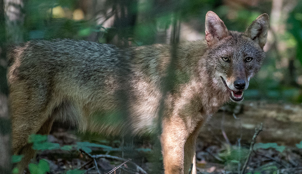 photo of a coyote