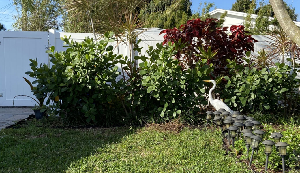 photo of an ibis in a yard