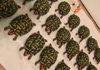photo of 20 box turtle models created by the UGA Makerspace 3D printers
