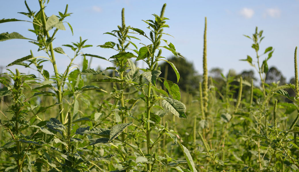 photo of a soybean crop