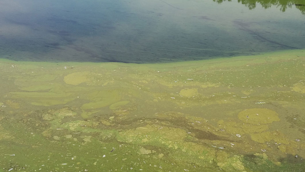 Photo of algae Algae in the UGA pond in Whitehall Forest