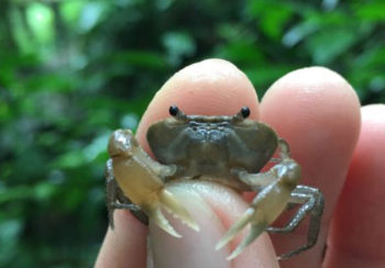 Image of small freshwater crab