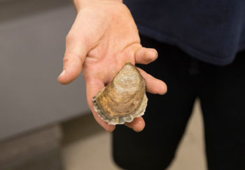 photo of a hand holding an oyster