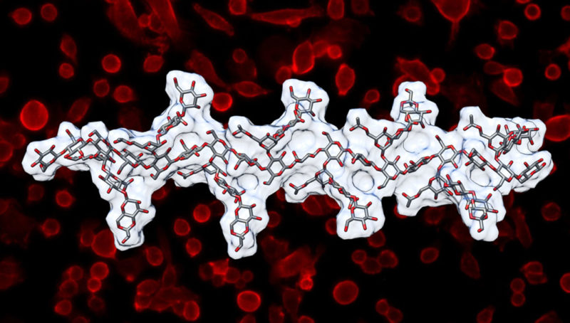 Image of a glycan molecule is overlaid on a photograph of human cells.
