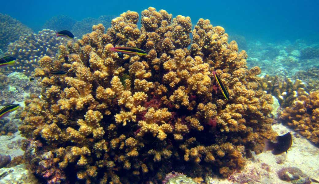 ocean coral