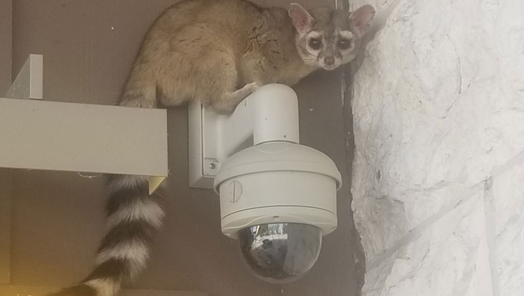 Photo of ring-tailed lemur perched on a camera fixture
