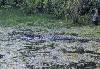 a photo of an alligator in the Okefenokee Swamp