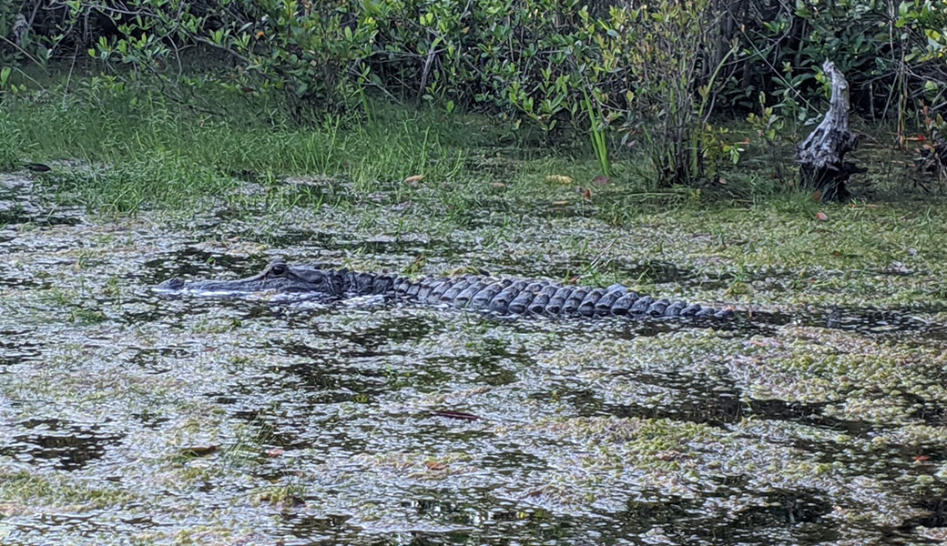 a photo of an alligator in the Okefenokee Swamp