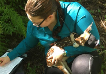 photo of researcher holding baby deer with eye coverings