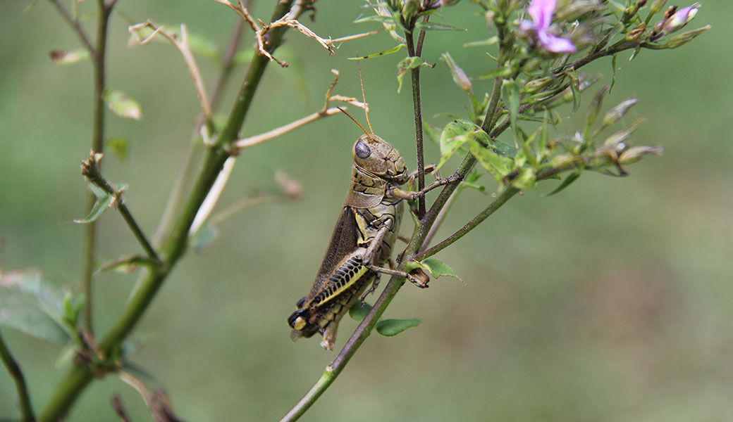 Photo of a grasshopper