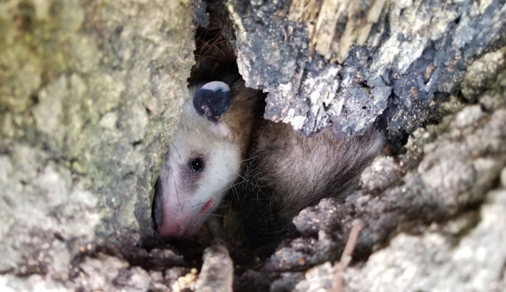 photo of a baby opposum