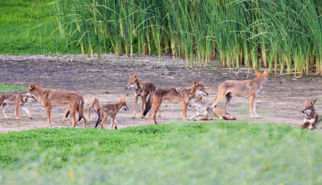 photo of pack of red wolves