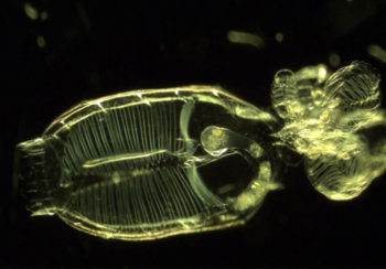A microscopic view of a doliolid.